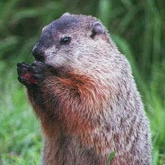 groundhogsc